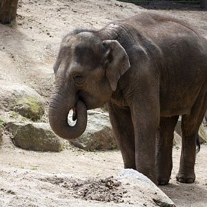 Asian Elephant (can anyone ID?)