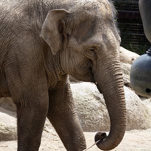 Asian Elephant (can anyone ID?)