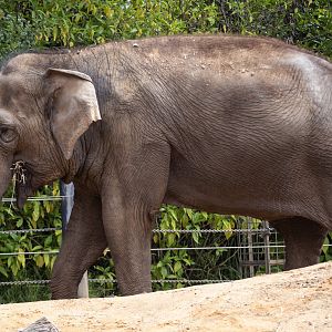 Asian Elephant (can anyone ID?)