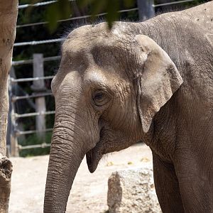 Asian Elephant (can anyone ID?)