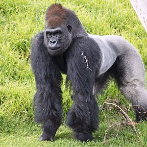 Western gorilla 'Ganyeka/Ghubari'