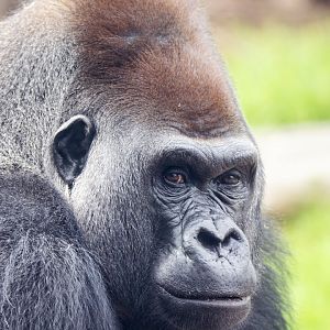 Western gorilla 'Ganyeka/Ghubari'