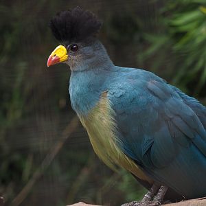 Greater Turaco