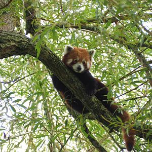 Red Panda
