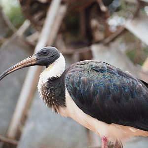 Ibis from the Australian Aviary