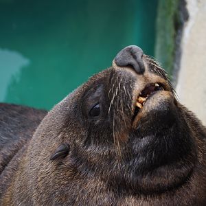 South African Fur Seal Derp