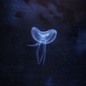 Moon Jelly