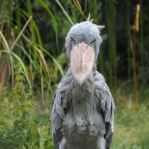 Shoebill - Front