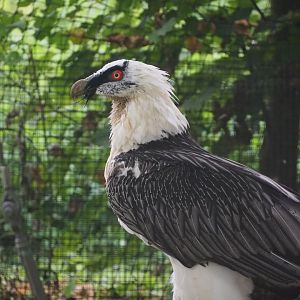 Bearded Vulture