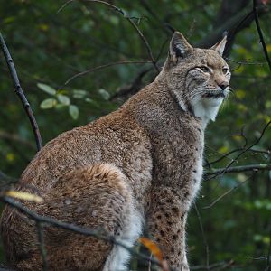 Northern Lynx