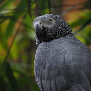 African Grey Parrot