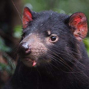 Tasmanian Devil