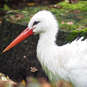 European White Stork