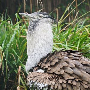 Southern Kori Bustard
