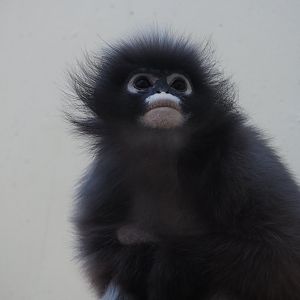 Dusky Langur