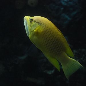 Slingjaw Wrasse