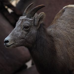 Bighorn Sheep