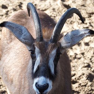 Roan Antelope