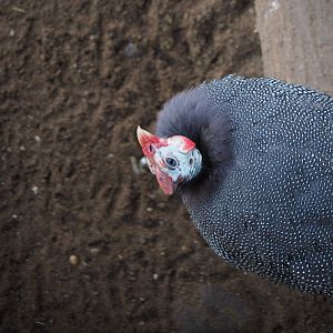 Helmeted Guineafowl