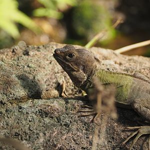 Brown Basilisk
