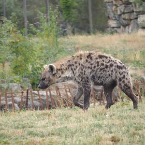 Spotted Hyena