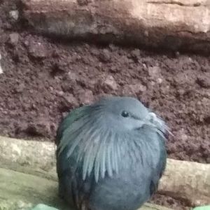 A Nicobar pigeon