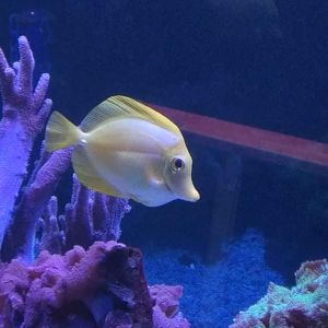 Yellow tang