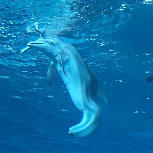 In Memoriam (Tursiops truncatus)