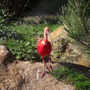 Scarlet Ibis - Zooparc de Beauval - 10/2018