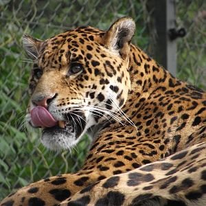 MIGUEL the male Jaguar - Zooparc de Beauval - 04/2016