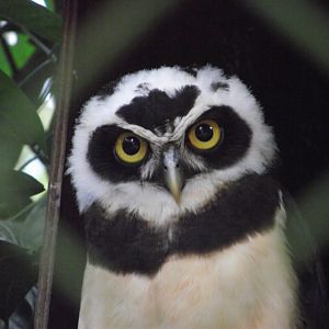 Spectacled Owl - Zooparc de Beauval - 04/2018