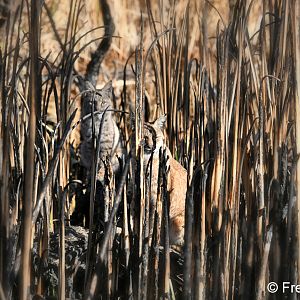 bobcat mother and kitten