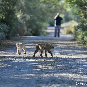 bobcat mother and kitten
