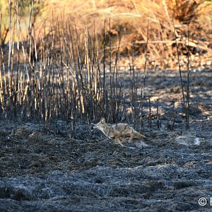 coyote on burned ground
