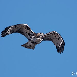 red tailed hawk in flight