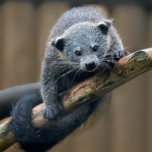 Baby Javan Binturong / Hamerton / 12-11-21