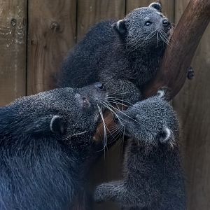 Javan Binturong family / Hamerton / 12-11-21