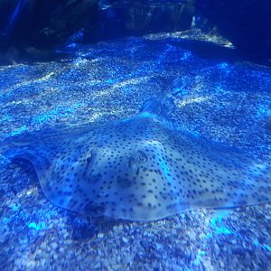 Ray ID (Location: Alton Towers Aquarium; by SeaLife)