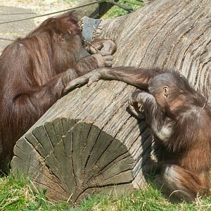 Part 2 of 3 - Bornean Orangutan