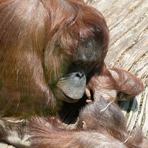 Part 3 of 3 - Bornean Orangutan