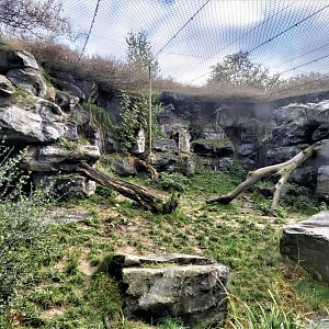 Part of the renovated snow leopard enclosure