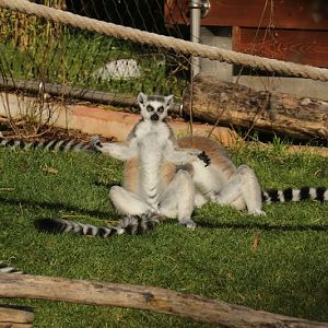 Ring-tailed Lemur