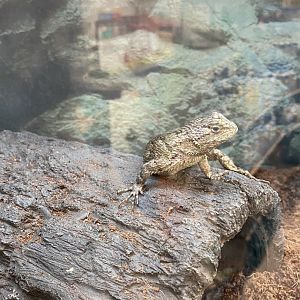 Lizard at Petco
