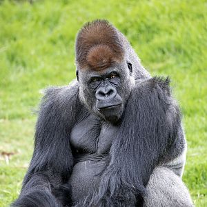Western gorilla 'Yakini/Yadumu'