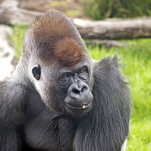 Western gorilla 'Yakini/Yadumu'