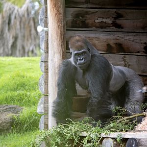 Western gorilla 'Ganyeka/Ghubari'