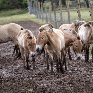 Przewalski Horse