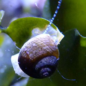 Marine snail ID (Haus des Meeres)