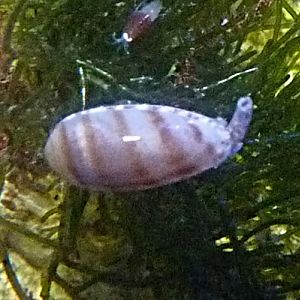 Marine snail ID (Haus des Meeres)