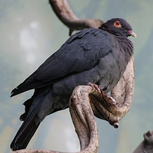 Scaly-naped pigeon - Columba squamosa